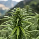 Le CBD et la concentration mentale : améliorer la clarté d'esprit et la productivité naturellement