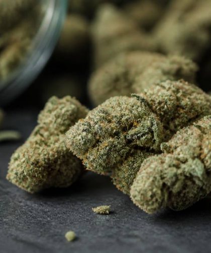 Power flowers : guide complet sur ces fleurs de cannabis puissantes
