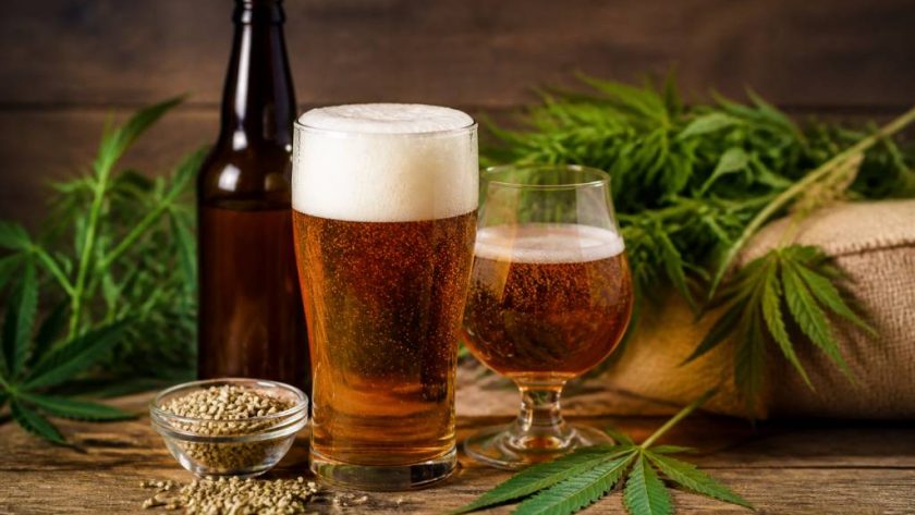 Bière au chanvre : bienfaits, fabrication et usages du cannabis dans la bière