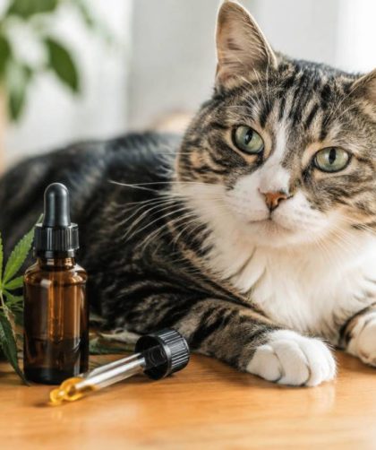 Cbd chat effets secondaires : risques, précautions et conseils d’utilisation